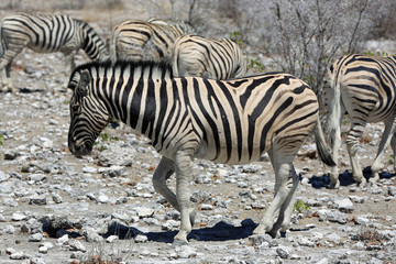 Fototapeta na wymiar Bergzebra (Equus zebra). Namibia 