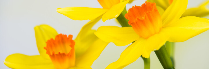 Panele Szklane Podświetlane  żółto-pomarańczowa kolorystyka osterblumen