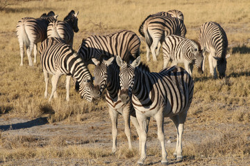 Plakat Bergzebra (Equus zebra). Namibia 
