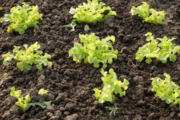Vegetable salad at the kitchen garden on morning light
