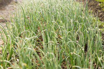 Onion at the kitchen garden on morning light
