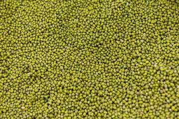 Green bean or mung bean background