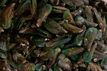 Fresh black mussels, clean and ready for cooking