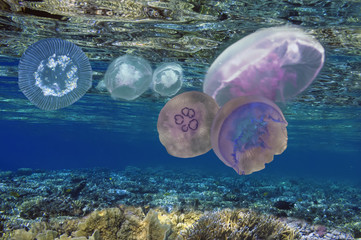 Naklejka premium A group of moon jellyfish (aka. Aurelia aurita)