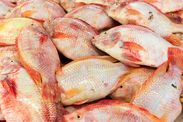 Fresh fish in the market
