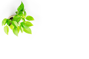 植物の素材、背景