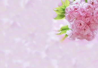 八重桜の開花イメージ