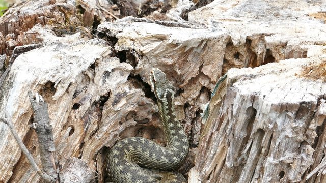 Viper (Vipera Berus) Poisonous Snake in a Dry Stump