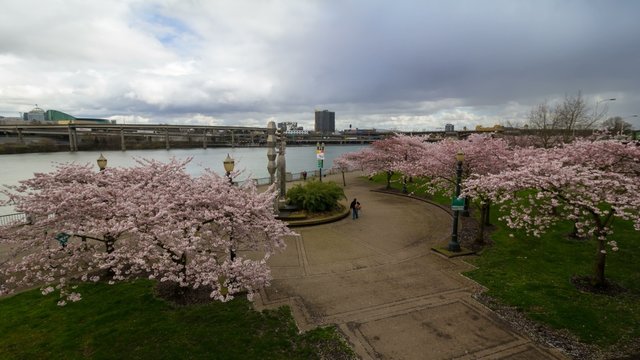UHD 4k Time Lapse of moving clouds, people and freeway traffic in downtown Portland Oregon along Willamette River Waterfront park during Spring season with Sakura Cherry Blossom Trees Blooming.