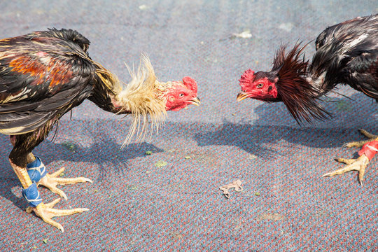 two cocks in fight
