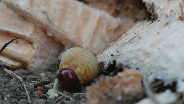a larva of bark burrow beetle is moving on the ground with the wood surround