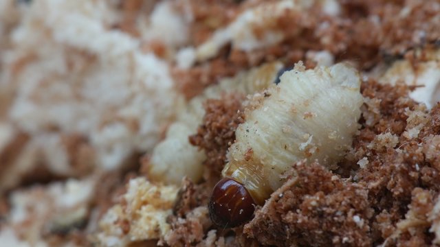 larva of bark burrow beetle moving on the organic particle