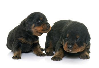 young puppies rottweiler