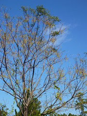 single tree with the blue sky