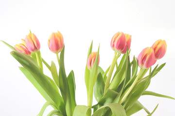 Bouquet of red tulip