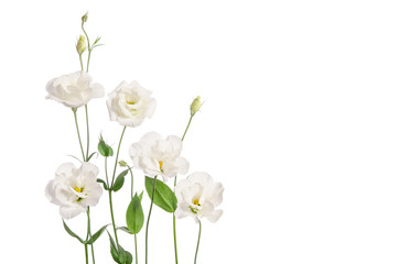 Beautiful eustoma flowers isolated on white background and free