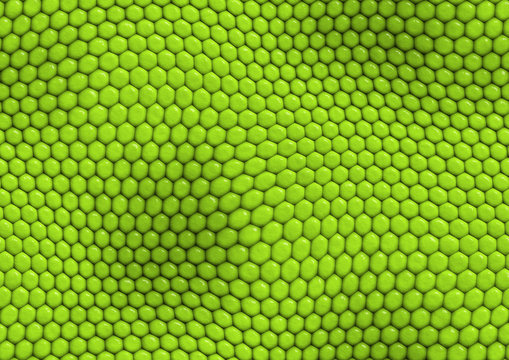 19 Best 蛇柄 Images Stock Photos Vectors Adobe Stock