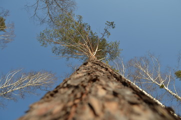 сосна © foto370e