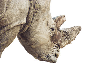Portrait de profil d& 39 un rhinocéros blanc