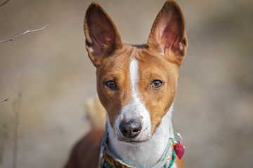 Basenji dog walking in the park