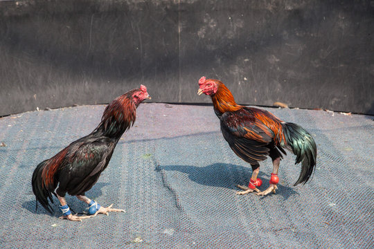 two cocks in fight