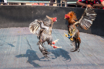 two cocks in fight