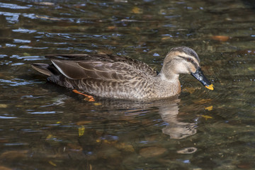 カルガモ、右向き