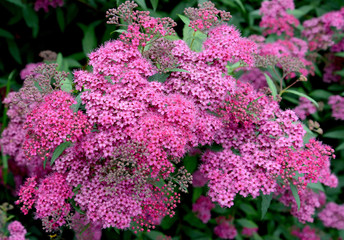 Pink flowers of a spirea Japanese (Spiraea japonica L.f.) - 104896575