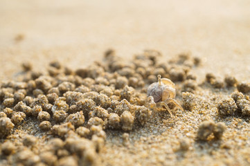 Ghost crab on sand beach