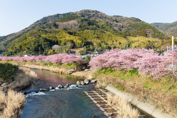 Fototapeta na wymiar Sakura tree in kawazu city
