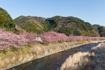 Fototapeta na wymiar Sakura tree and river in kawazu