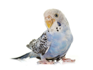 young colorful budgerigar