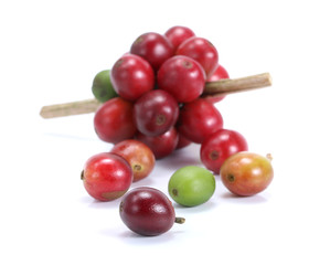 Red coffee beans isolated on white background