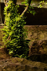 Green leaf
