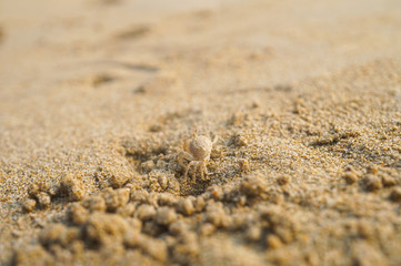 Fototapeta na wymiar Ghost crab on sand beach