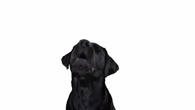 Black dog that barks on a white background.