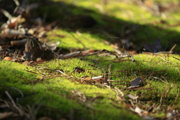 Spring Moss

young spring moss with dry pine needles in close-up forest background