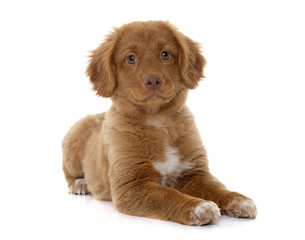 puppy Nova Scotia Duck Tolling Retriever © cynoclub