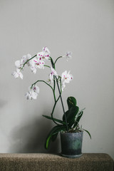 Beautiful Orchid flower