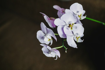 Naklejka na ściany i meble Beautiful Orchid flower