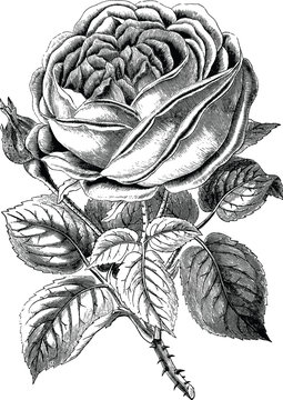 Vintage drawing rose
