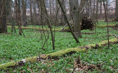 Ails des ours