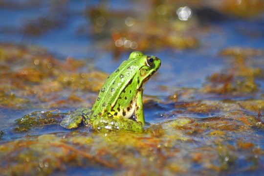 Green frog sitting 