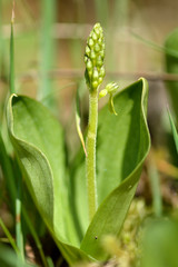 Common twayblade (Neottia ovata). Green flower of rare plant in the family Orchidaceae, showing spike emerging from between basal leaves