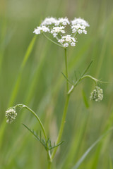 Pignut (Conopodium majus). Umbel of white flowers of plant is in the carrot family, Apiaceae, growing in a British meadow