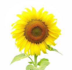 Sunflower isolated on white background