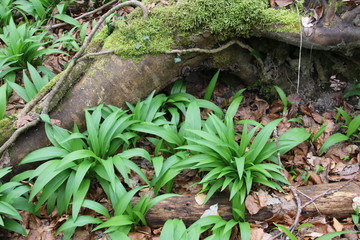 Ails des ours
