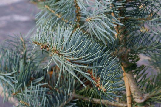 Abies Concolor Violacea