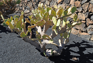 Opuntia allanerei au jardin de cactus de Guatiza à Lanzarote