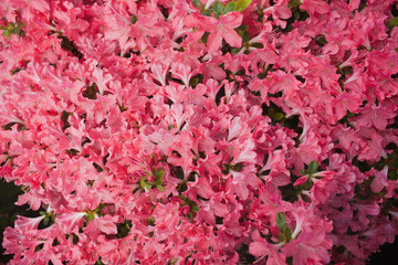 Fototapeta premium Pink azalea flower blooming background
